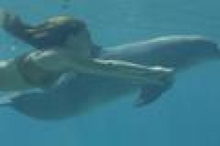 Emma-with-a-Dolphin-h2o-just-add-water-702482_120_80