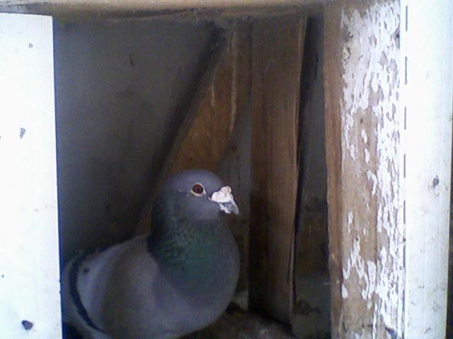 Fotografii-0064 - Porumbeii mei calatori