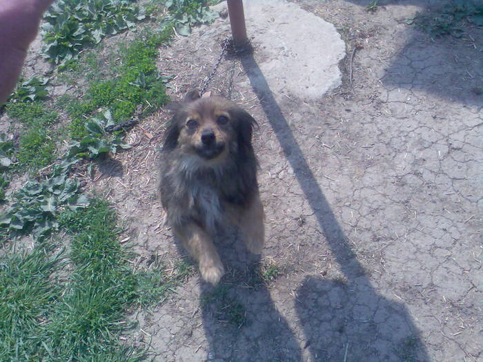 Imag031; o catzelusa foarte dragutza
