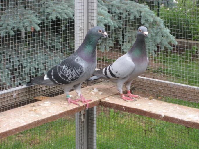  Perechea 8. Desmeth Mathis+Janssen