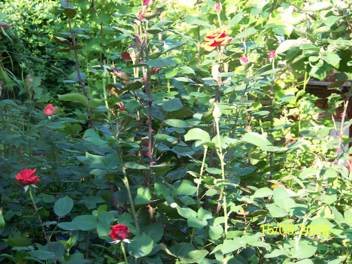 100_1821 - Primavara in curte  Timisoara