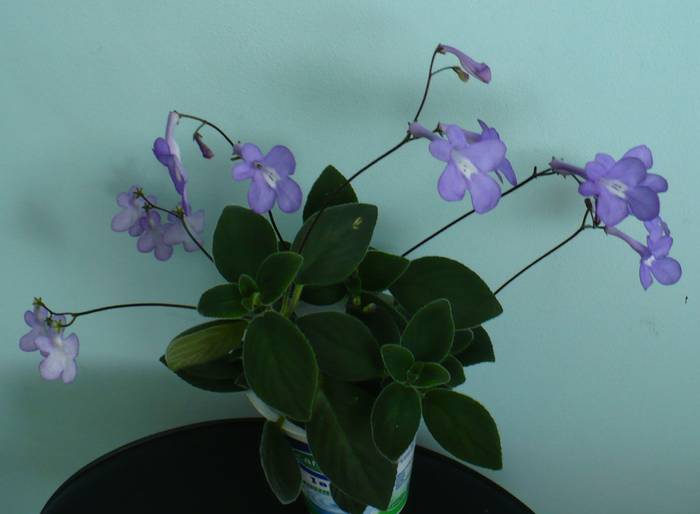 P1120763 - STREPTOCARPUSI