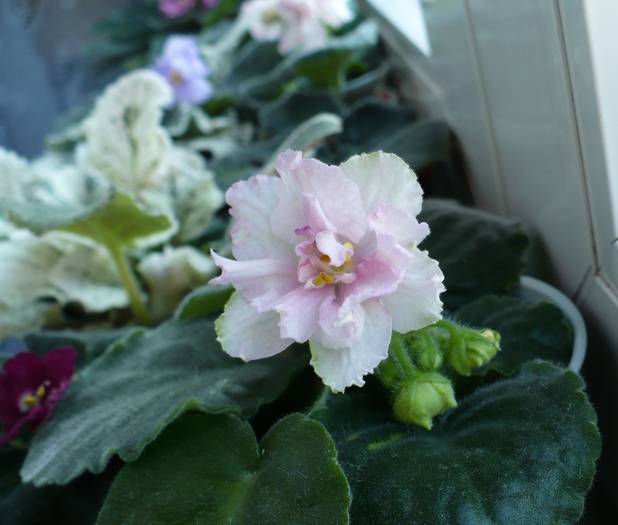 P1150289 - Saintpaulia - violete de camera
