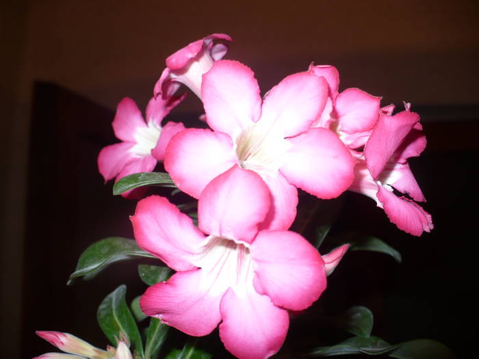 flori adenium roz
