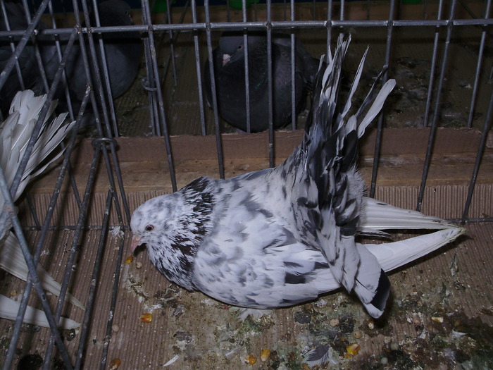 10947d rd 1 - 1507 partea 6a