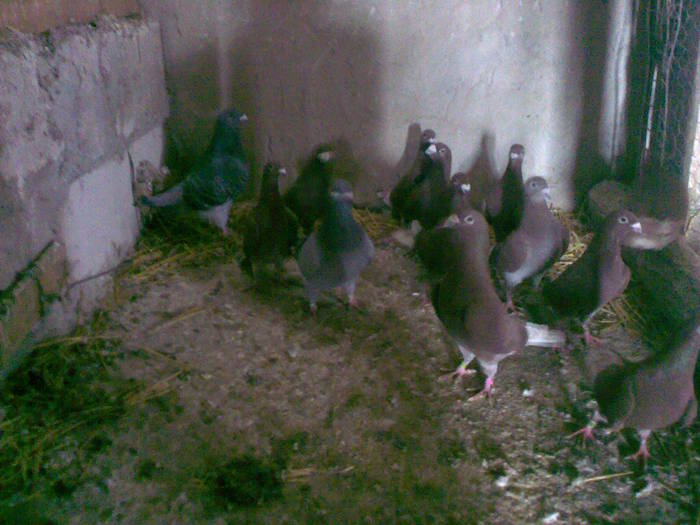 Image052 - rosii cu funda in piept