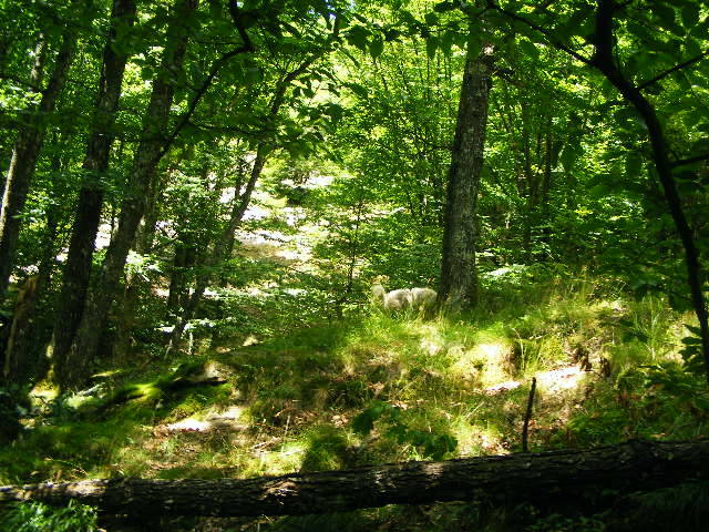 DSCF2584