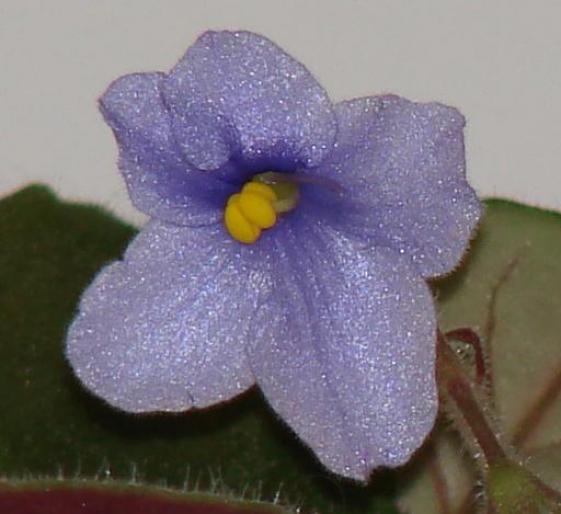 violeta - flori 2007