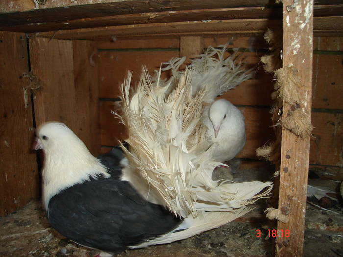 144 - D Porumbei Voltati Vechi