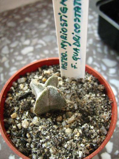 Astro.myriostigma f.quadricostatum