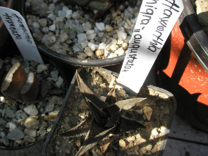 Haworthia nigra 'augustifolia'