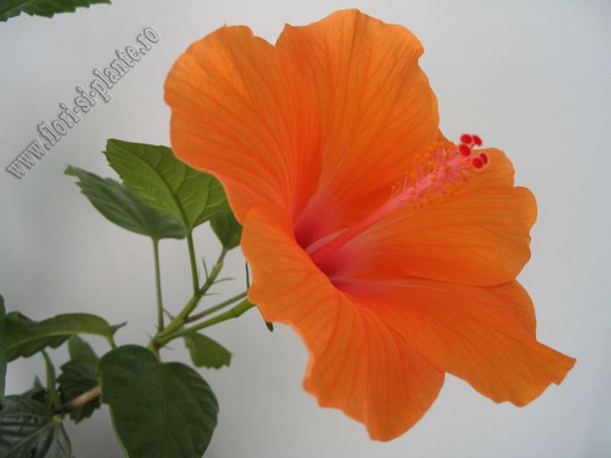 Hibiscus portocaliu 4 - Hibiscus