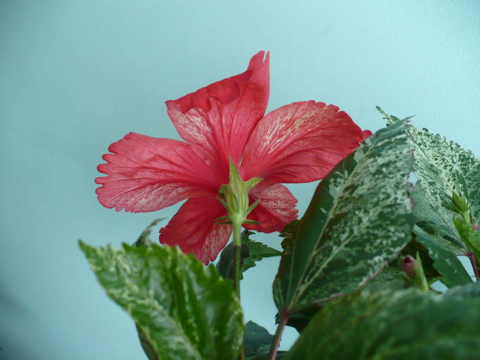 P1140758 - HIBISCUSI