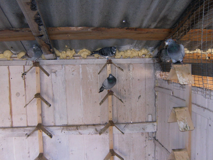 HPIM3037 - porumbei 2009