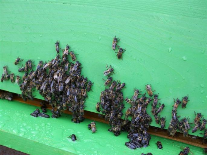 DSCF0560 (Large) - stupina  incepand cu 2008