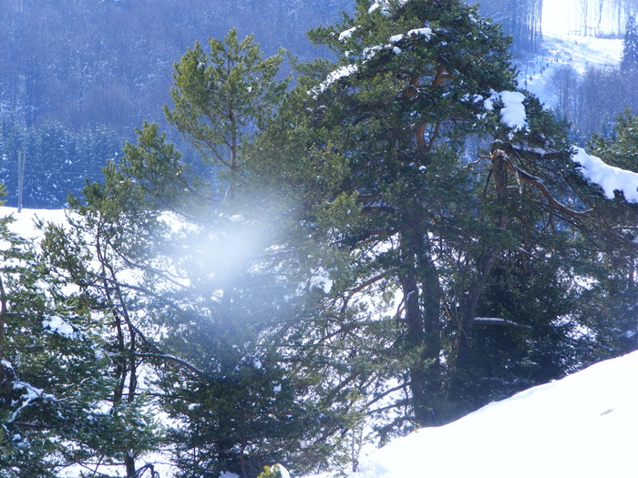DSCF6949