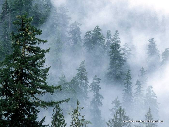 Wallpapers - Nature 10 - Combing_the_Clouds,_Olympic_National_Park,_Washington