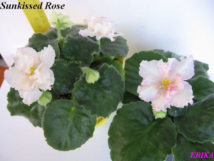 Sunkissed Rose 2009 maj 26