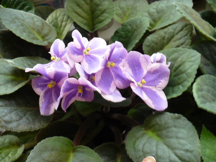P1120463 - Saintpaulia - violete de camera