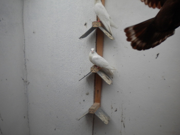 Picture 198 - Raicu 1