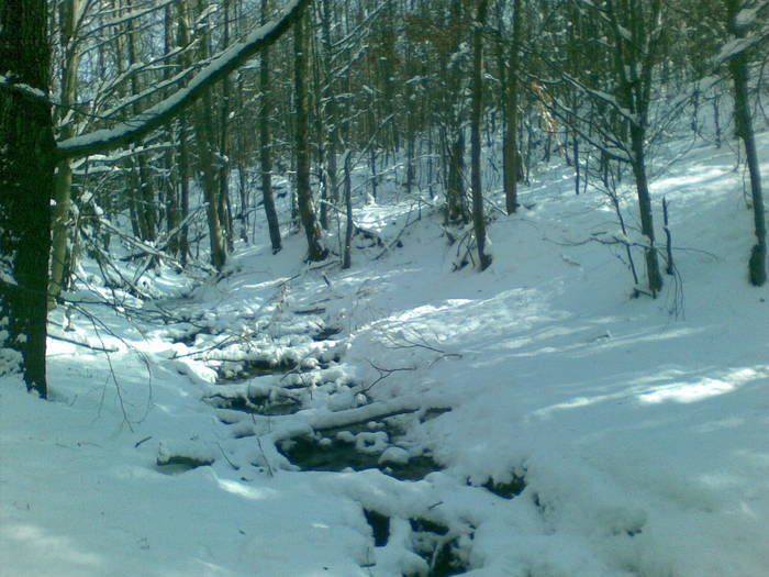 14022009(006) - vanatoare padure