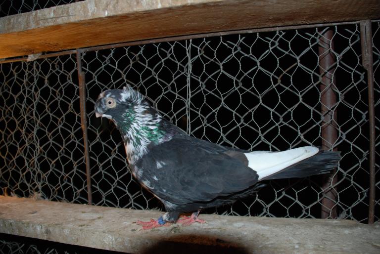 DSC_4218 - JUCATORI ARDELENI SI DE CALARASI