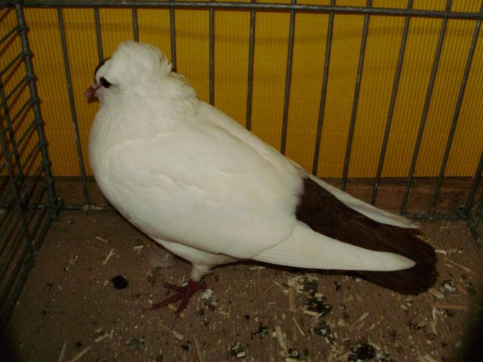 10281a suddeutsche schnippen 1 10281a suddeutsche schnippen 1