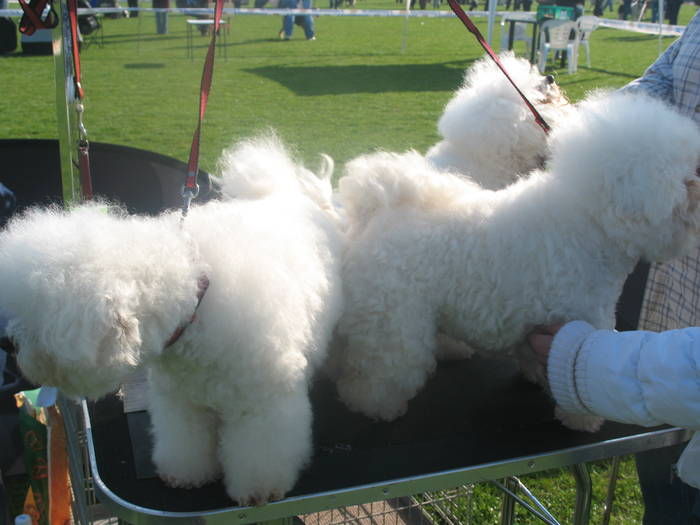IMG_4692 - bichon frise