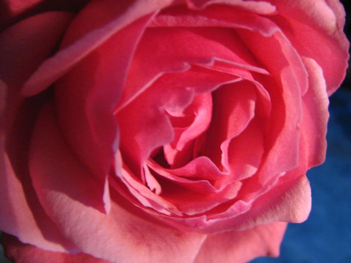 roze rose