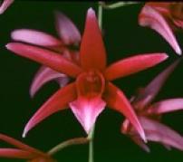 Orhidee - Flori