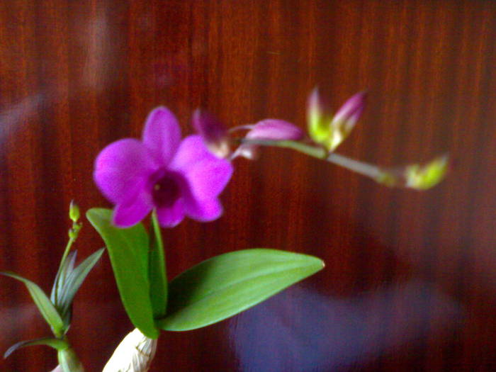 Prima floare 03.07 - Dendrobium phalaenopsis 2009