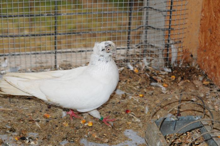 DSC_9955 - jucatori dublumotati calarasi 2008