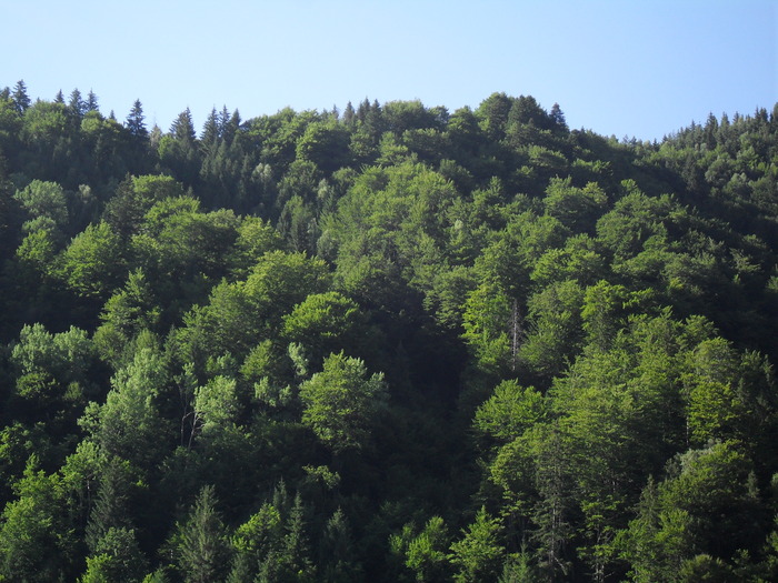 SDC10072 - piatra craiului