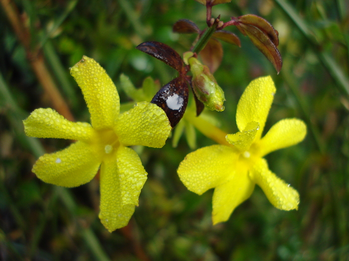 Jasminum nudiflorum (2009, Nov.21) - 11 Garden in November