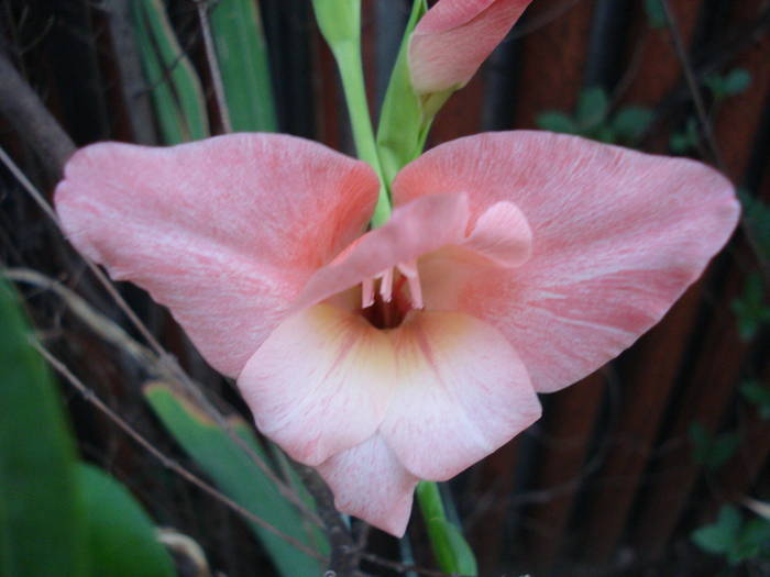 Pink Gladiolus (2009, August 09)