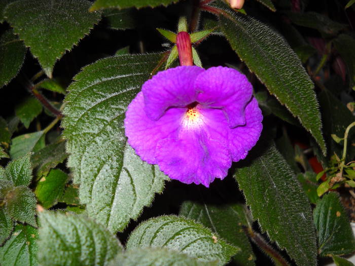 Purple King 2009 - Achimenes