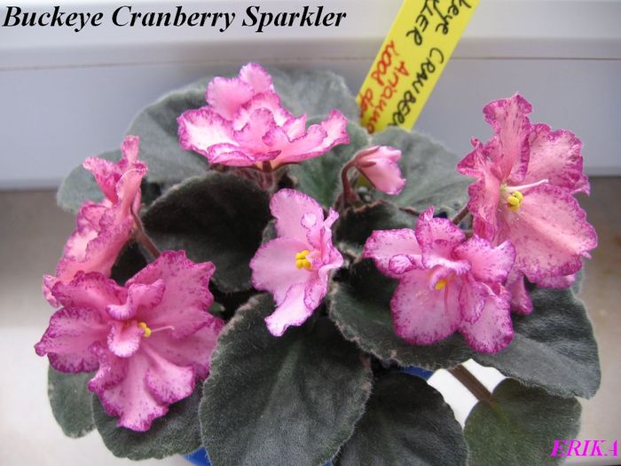 Buckeye Cranberry Sparkler 2009 jun 6 - Violete de colectie