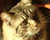 regalo-mi-gato-241031a