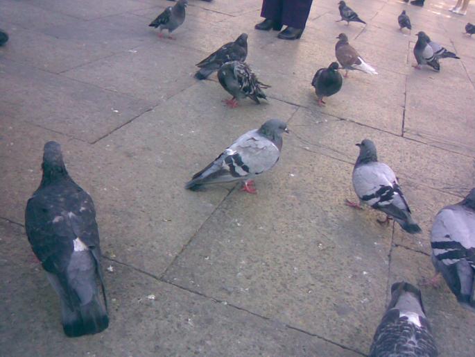 25092008(036) - 18j Venetia Italia