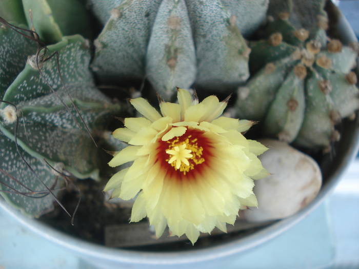 Astrophytum