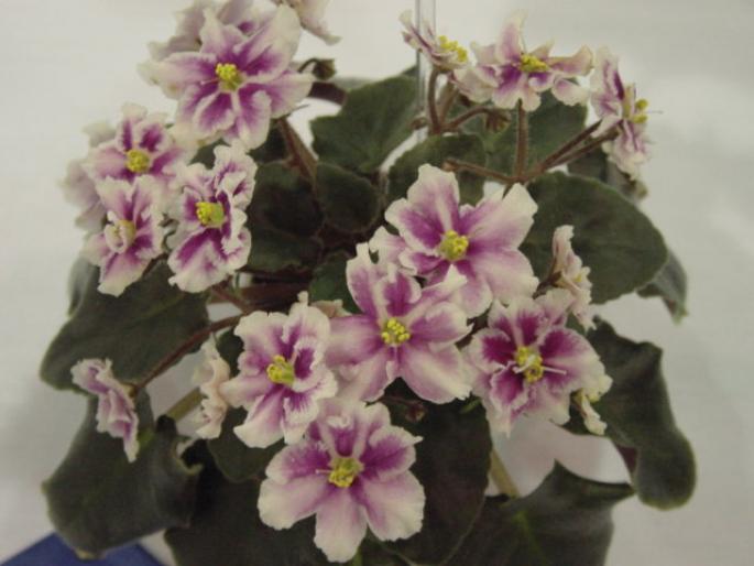 Robs_Boondoggle_2005avsa - violete de pe net 1