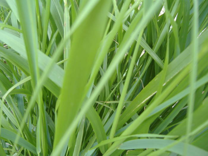 DSCF6098
