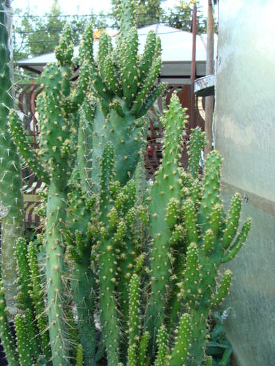 Opuntia ? 4 - Opuntia-Tephrocactus