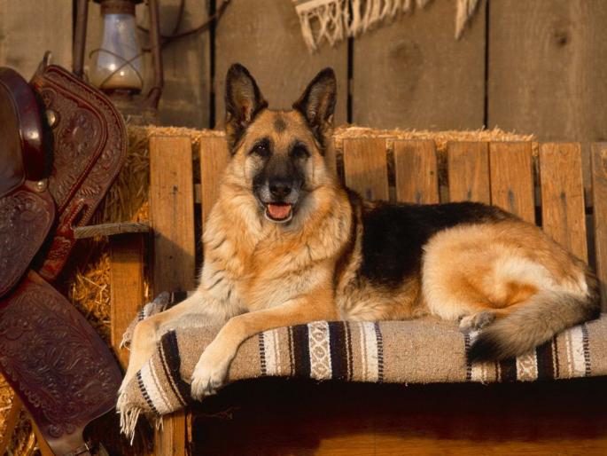 German Shepherd Wallpaper_ Poze cu cain