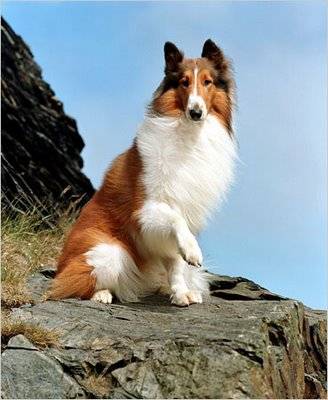 Lassie 18 - Concurss 1 dog