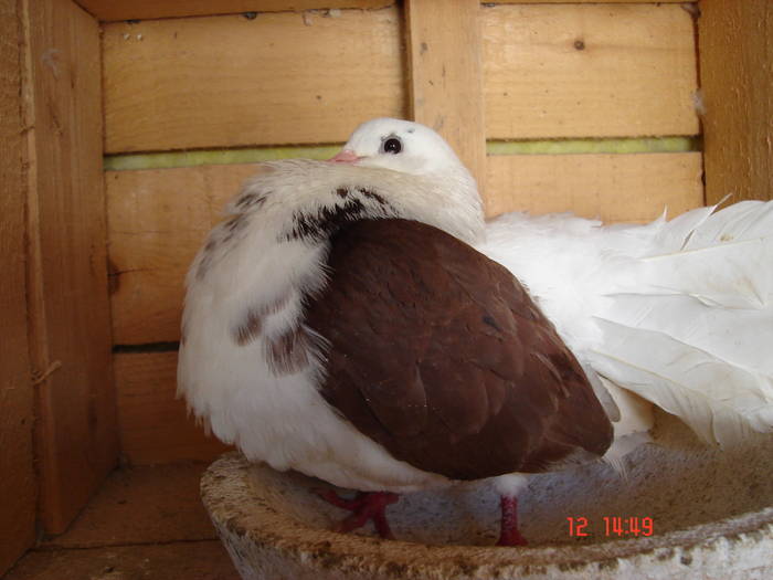 167 - D Porumbei Voltati Vechi