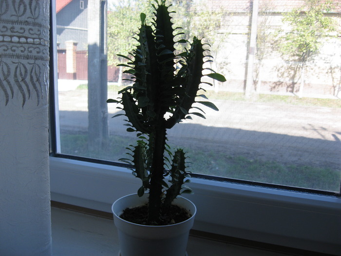 euphorbia trigona