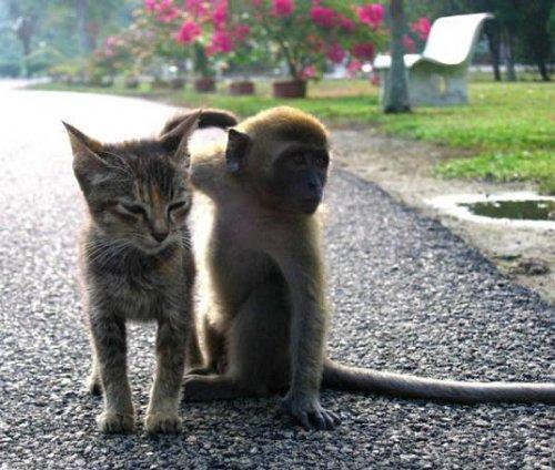 Prieteni Pisica si Maimuta