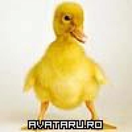 Baby-Goose - aniamle