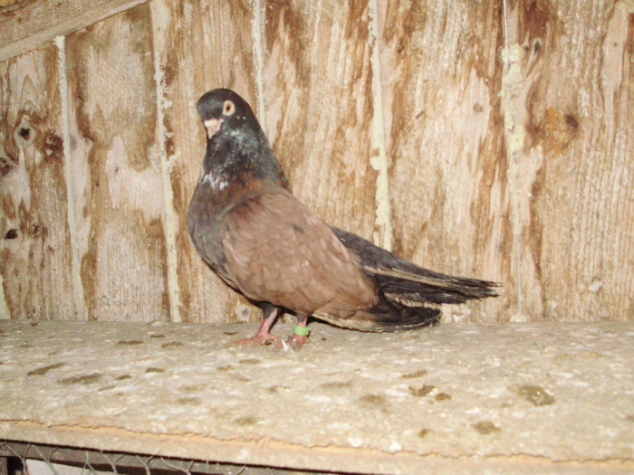 P9061581